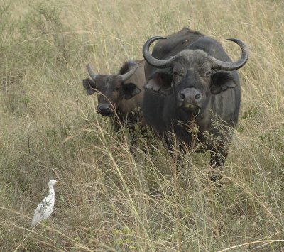 African Water Buffalo's
