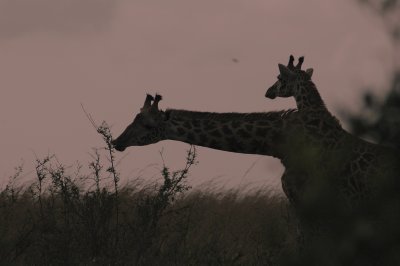 Giraffe's at dawn