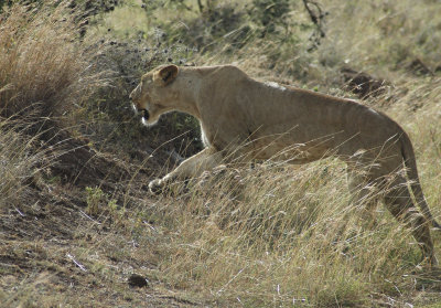 Lioness
