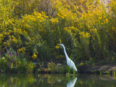 Egret, Moses Lake WLR