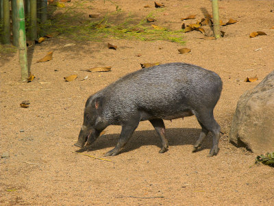 Big Mama Baberusa Pig