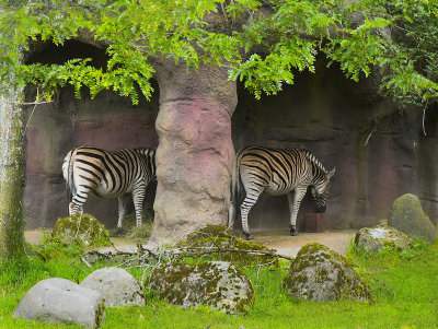 Damara Zebras