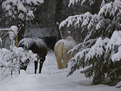 Horses, Stevens County