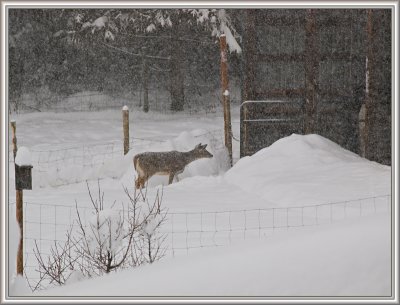 Deer at my barn