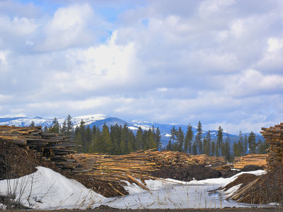 Log Stacks near Usk