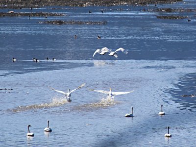 Swans, Calispel Lake