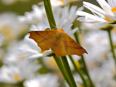 Moth - Synaxis cervinaria