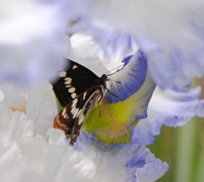 Lorquin Admiral Butterfly