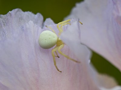 Crab Spider