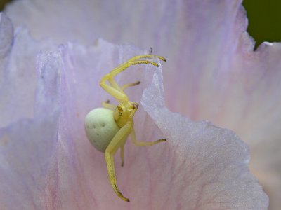 Crab Spider