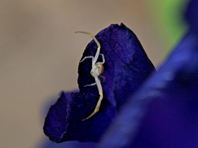 Young Crab Spider
