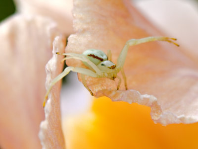 Young Crab Spider