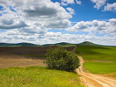 Wheatfields392-3.jpg