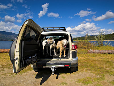 All 5 dogs packed in Fred, the FJ Cruiser