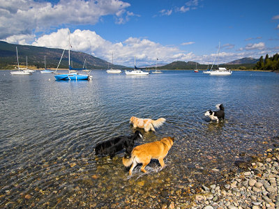 Dog pack and sail boats