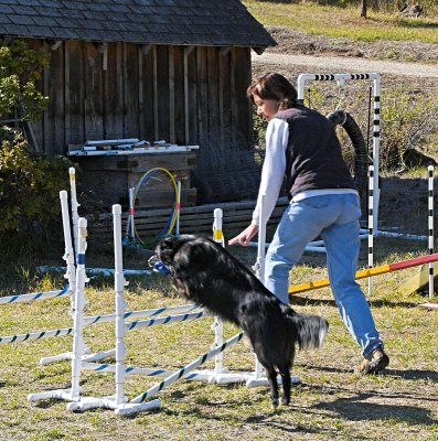 Geordie on agility course