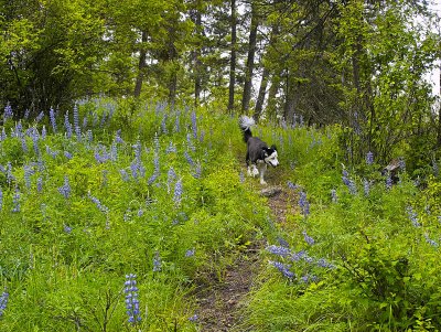 Scotty in the Lupines