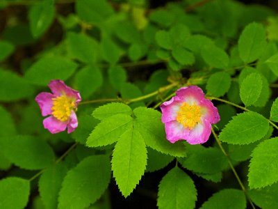 Rosa gymnocarpa