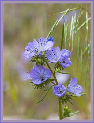 Blue Flower379B.jpg
