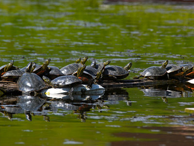 Lots of Turtles518.jpg