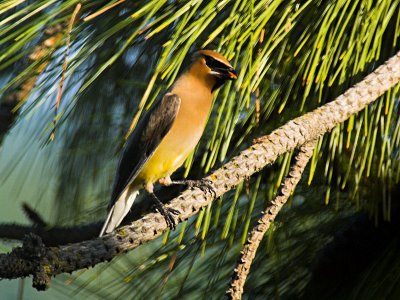 Female Waxwing