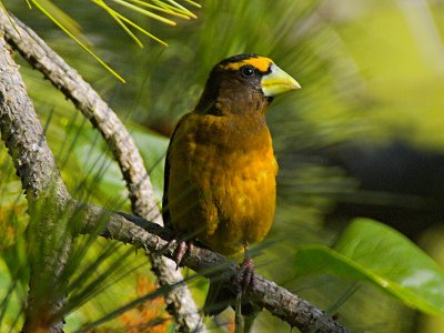 Evening Grosbeak