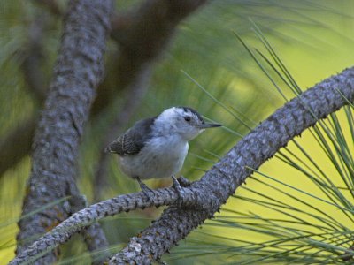 White Brested Nuthatch