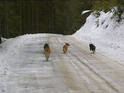 Doggies running up Monumental Mt