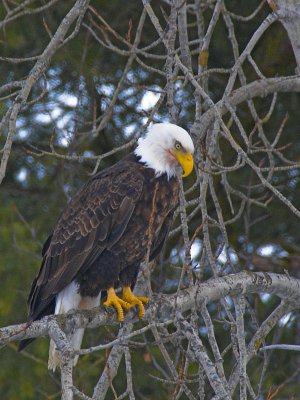 Bald Eagle