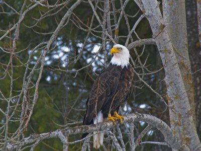 Bald Eagle