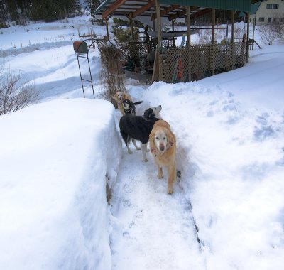 Dogs,snow tunnle