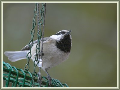 Mountain Chickadee