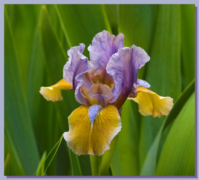 Standard Dwarf Bearded Iris