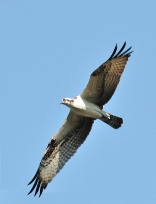 Osprey_2009-08-30_010.jpg