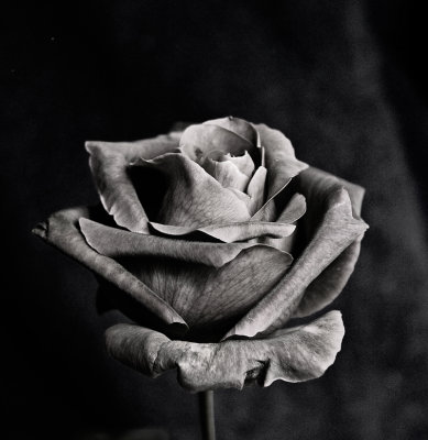 rose.jpg