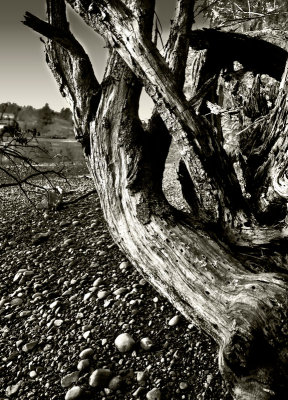 beach-tree.jpg