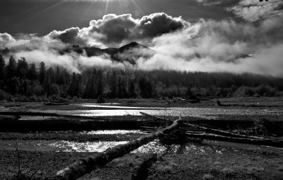 hoh-rain-forest.jpg