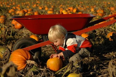 Pumpkin Patch 2007