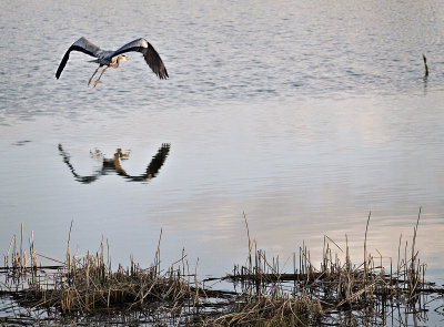 Great Blue Heron flying