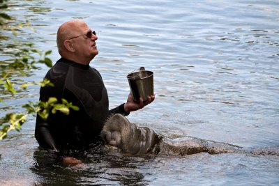 Feeding a Manatee