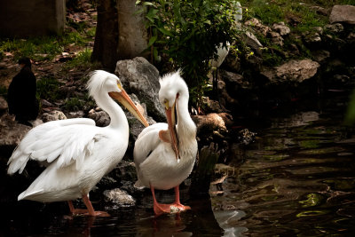 white pelicans