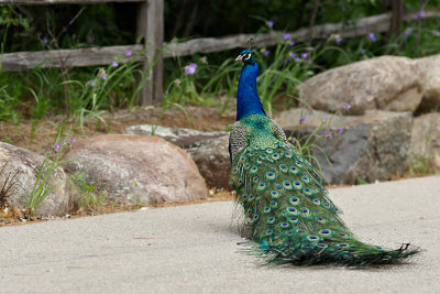 peacock5jpg