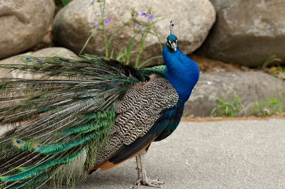 peacock2.jpg