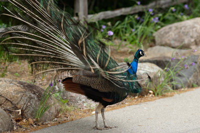 peacock3.jpg