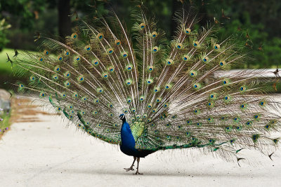 peacock1.jpg