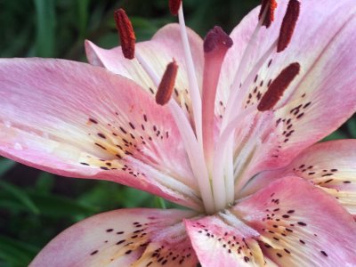 Asiatic Lily