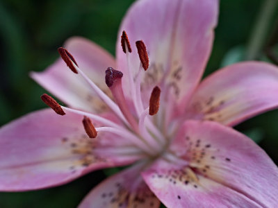 Asiatic lily.jpg