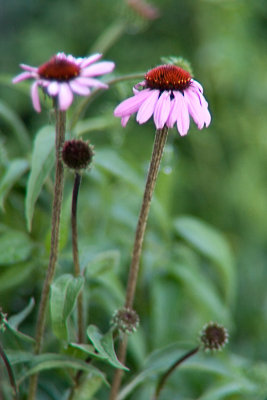 Cone Flower.jpg