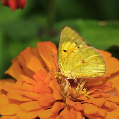 Sulphur on Zinnia