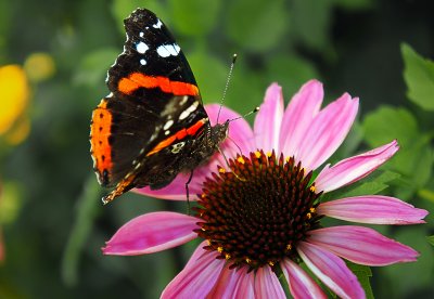 Red Admiral